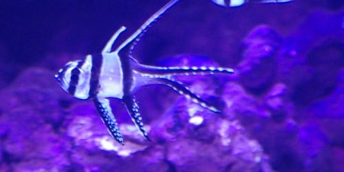 ornamentalfish.org