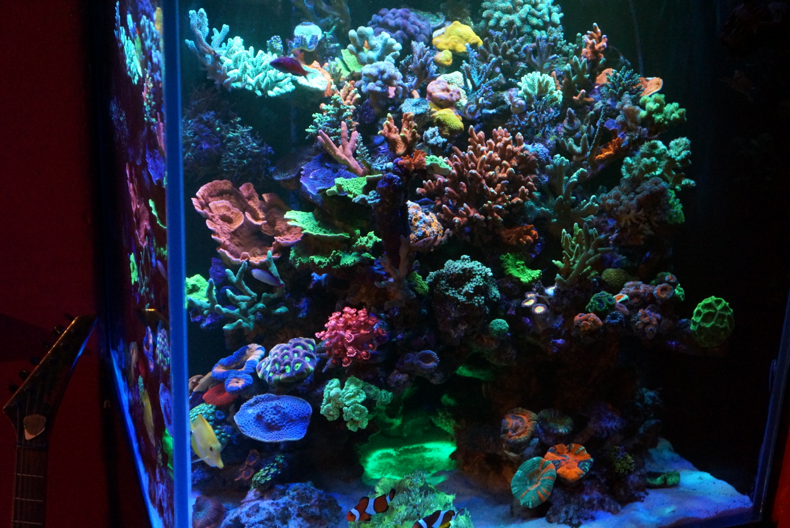 Coral-Reef-Tank-Display.jpg