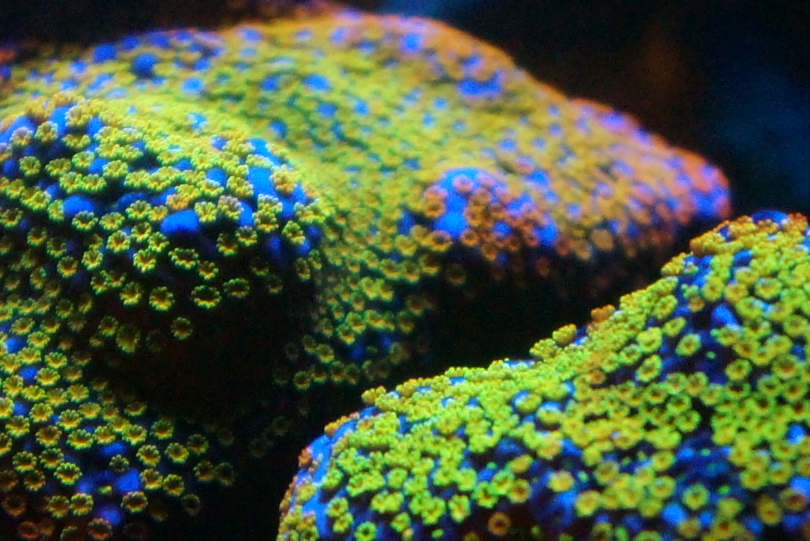 bryan-corals-5.jpg
