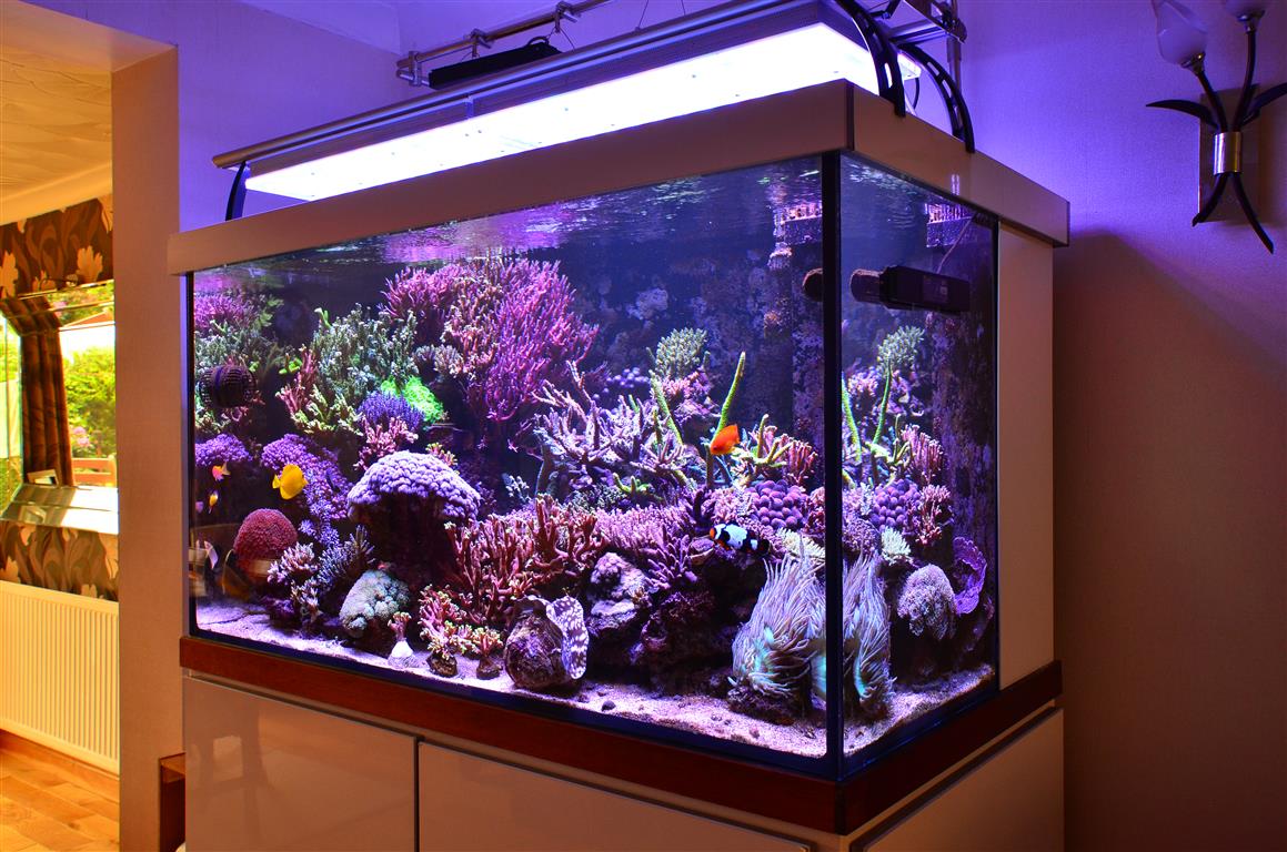 Orphek-aquarium-led-lighting.jpg