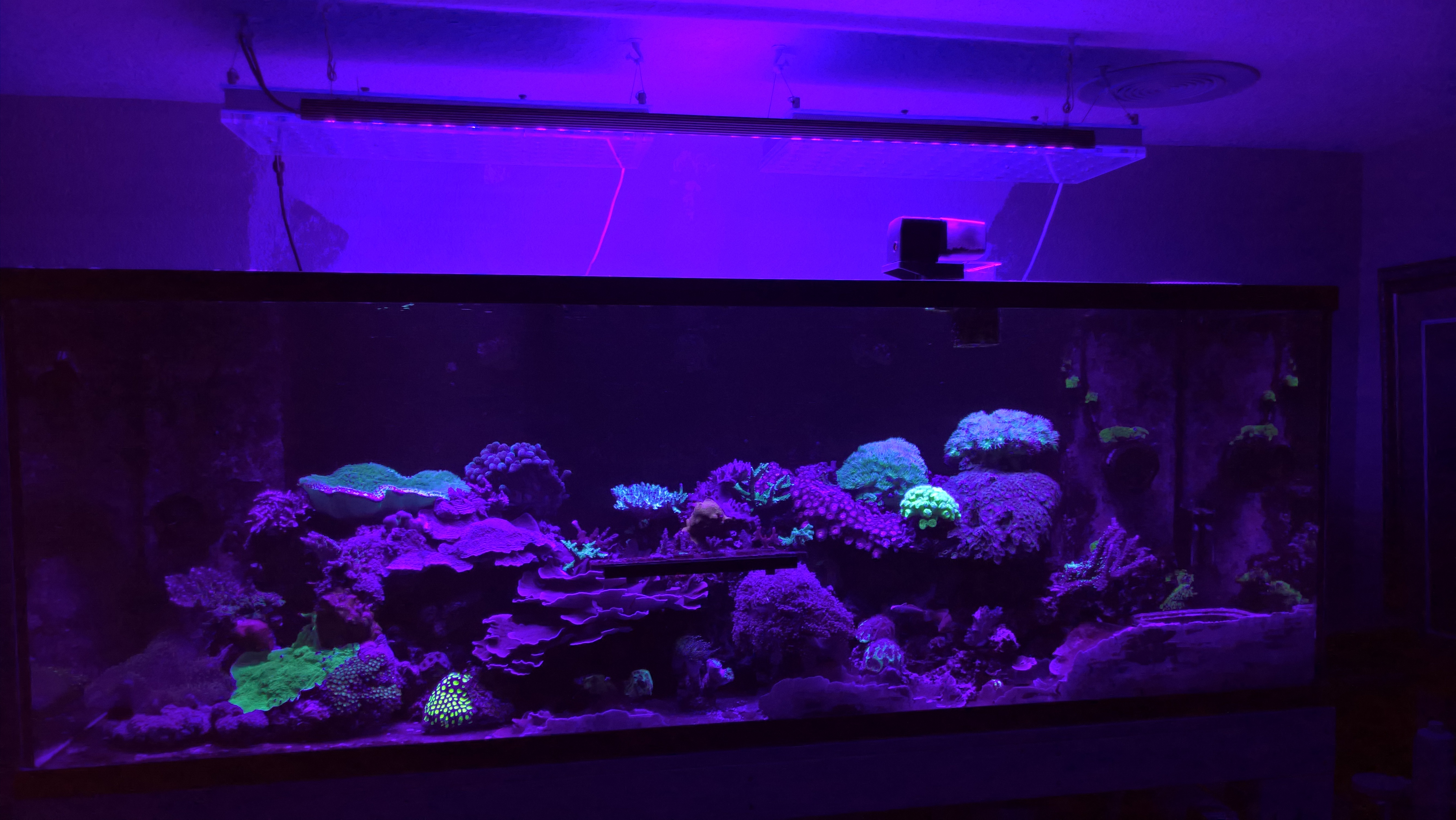 Aquarium_LED_light_violet_Purple_-UV-.jpg