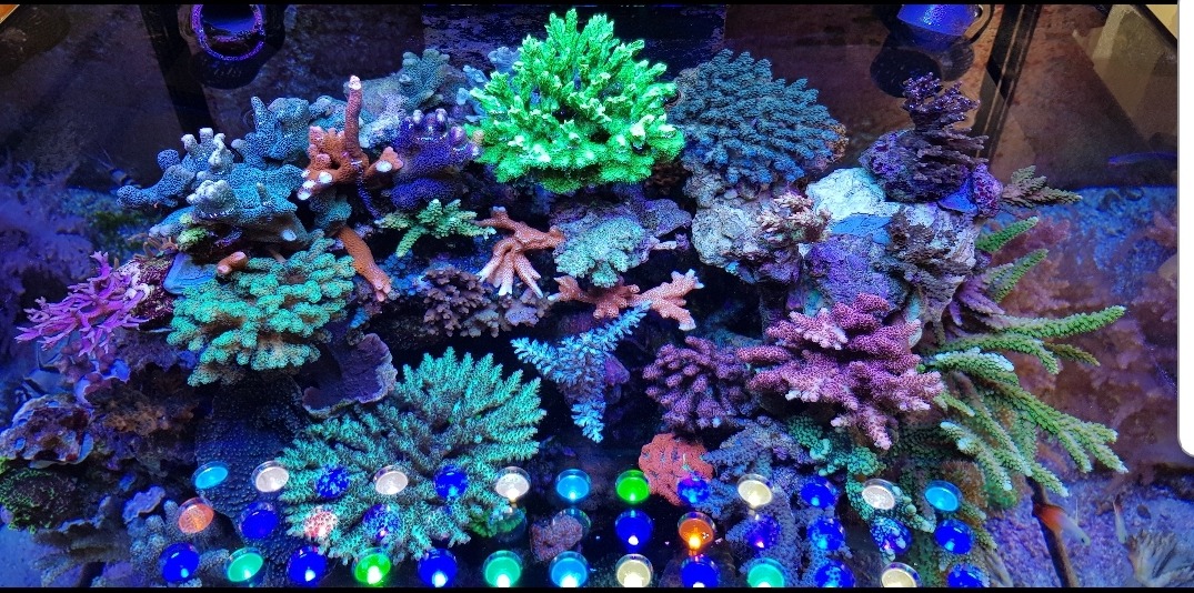 Aquarium-LED-lighting.jpg