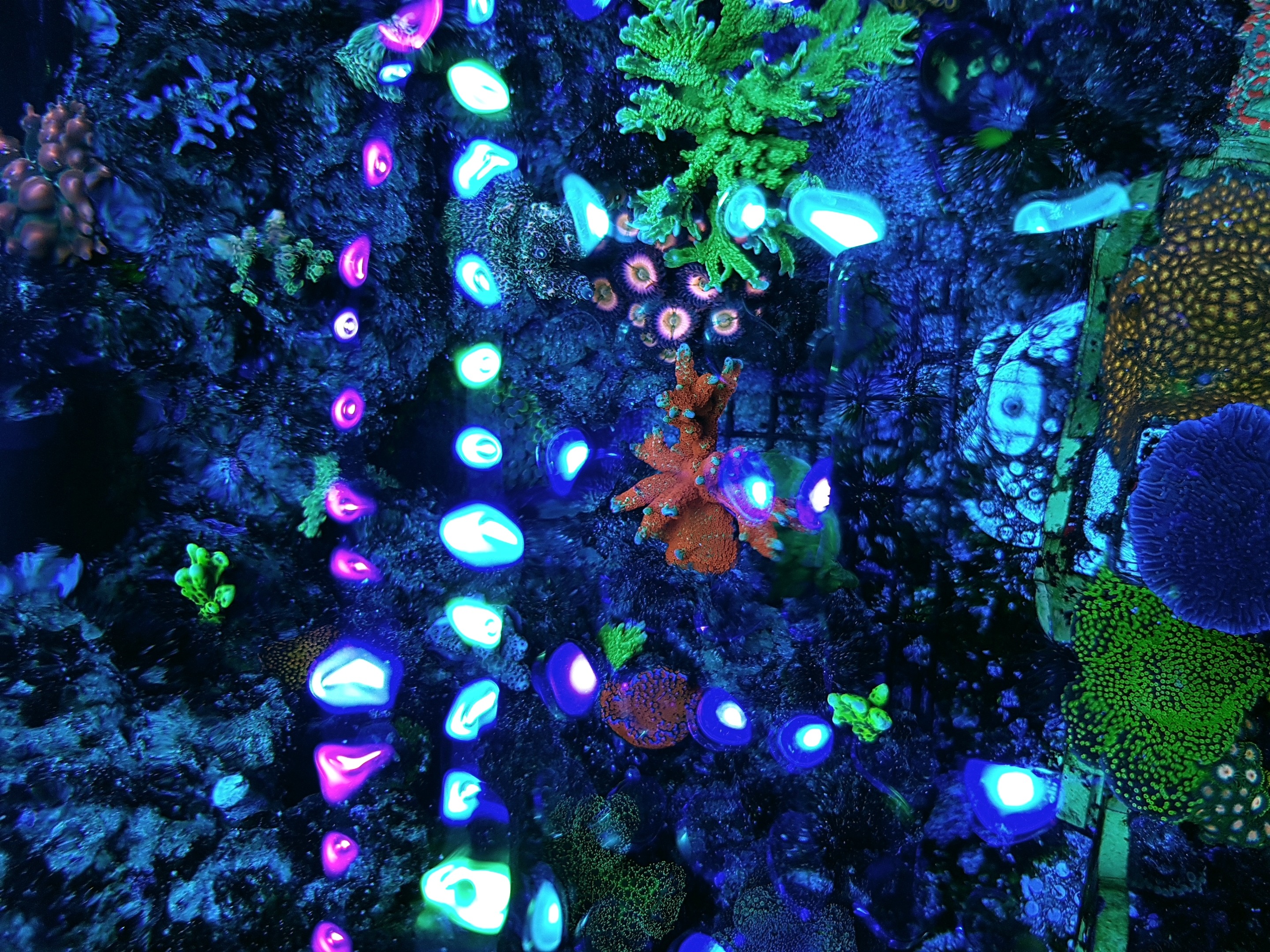 OR-Bar-LED-light-corals-pop00011.jpg