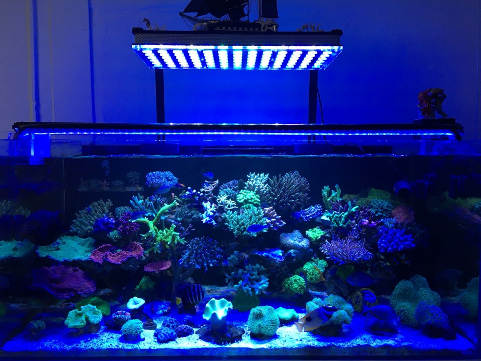 aquarium_led_light_with_orphek_bar_led.jpg