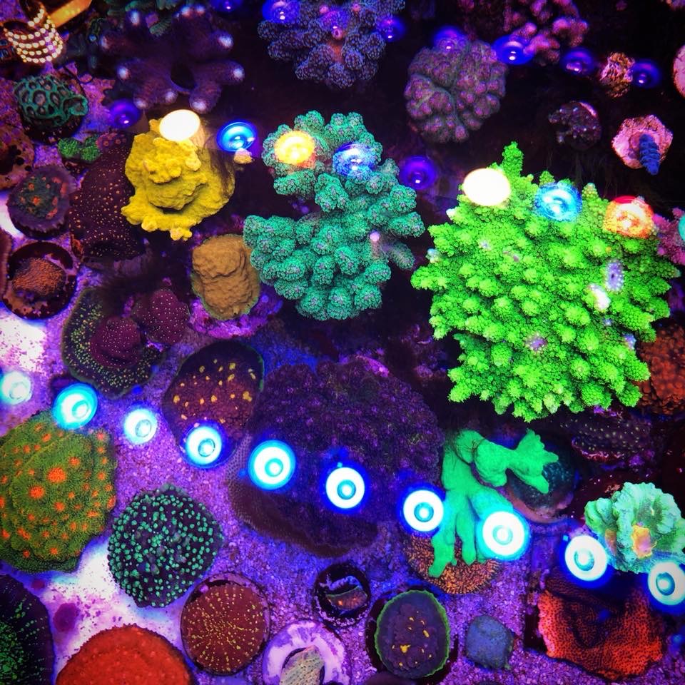 orphek_bar_LED_reef_coral_aquarium.jpg