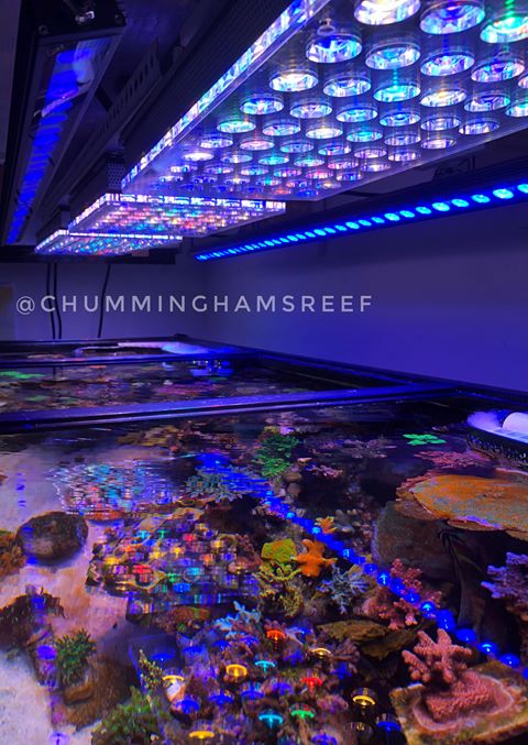 Best-LED-Lights-for-Reef-Tank-2018-2019-Review.jpg