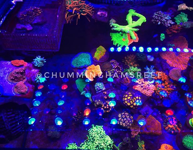 best-coral-color-led-light-orphek.jpg