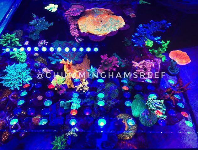 best-reef-aquarium-LED-lighting.jpg