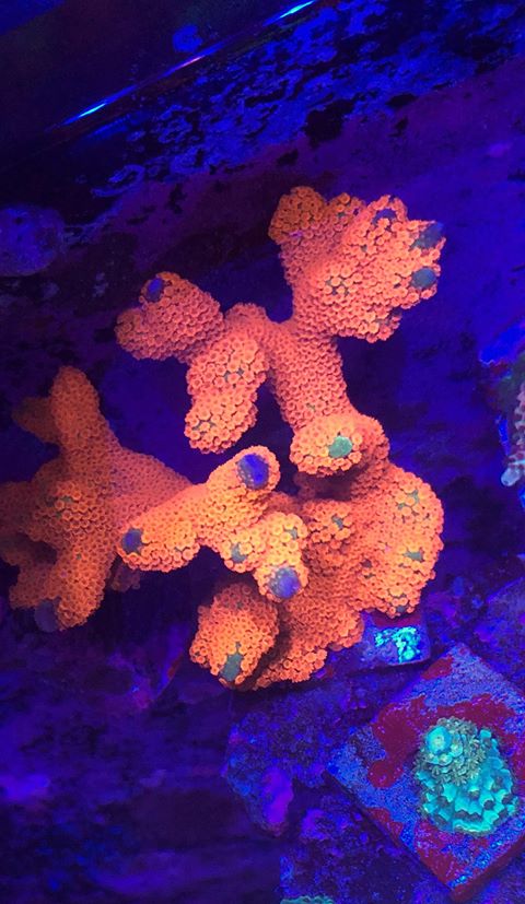most-colorful-corals-for-a-saltwater-tank1.jpg