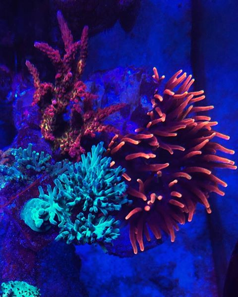 most-colorful-corals-for-a-saltwater-tank11.jpg