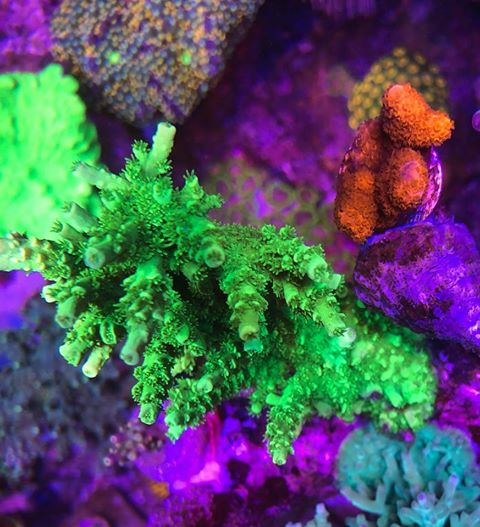 most-colorful-corals-for-a-saltwater-tank12.jpg
