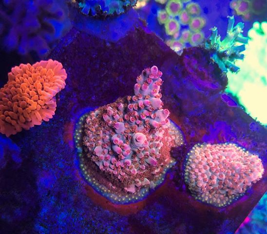 most-colorful-corals-for-a-saltwater-tank18.jpg