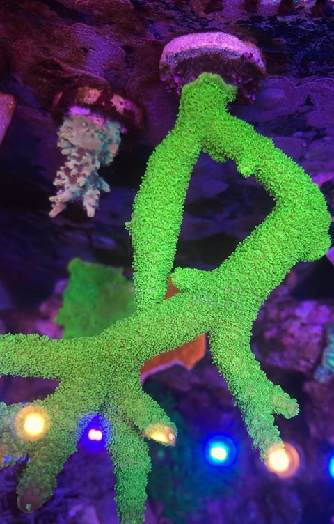 most-colorful-corals-for-a-saltwater-tank2.jpg