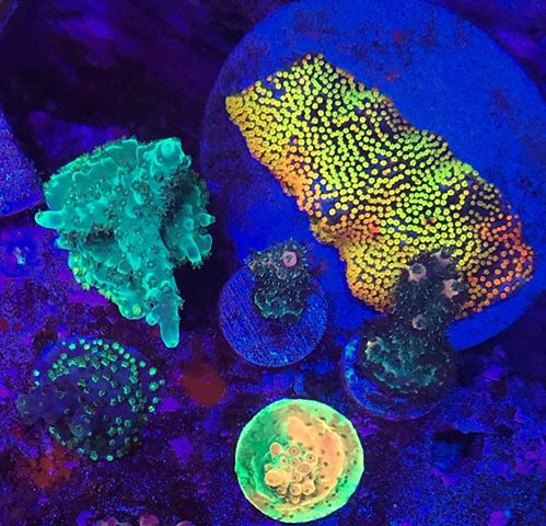 most-colorful-corals-for-a-saltwater-tank25.jpg