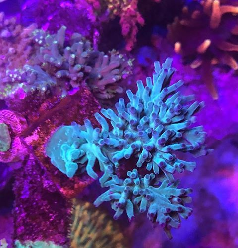 most-colorful-corals-for-a-saltwater-tank28.jpg