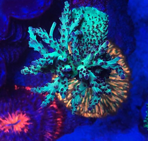 most-colorful-corals-for-a-saltwater-tank4.jpg