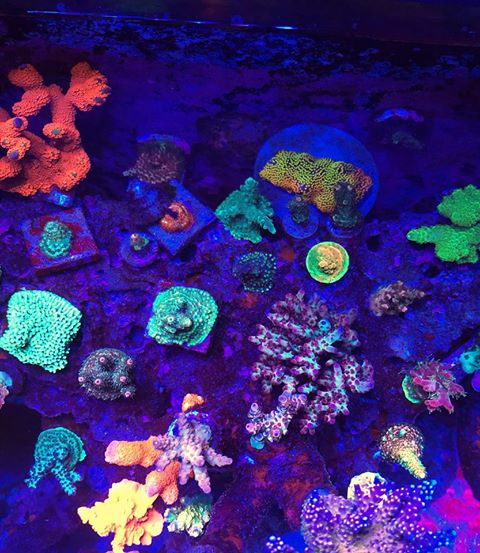 most-colorful-corals-for-a-saltwater-tank5.jpg