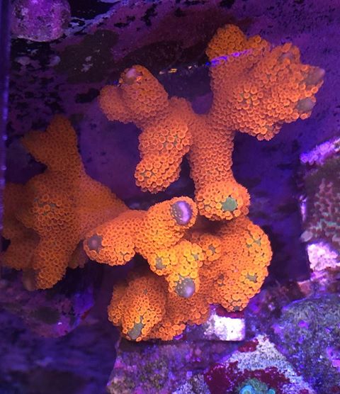 most-colorful-corals-for-a-saltwater-tank8.jpg
