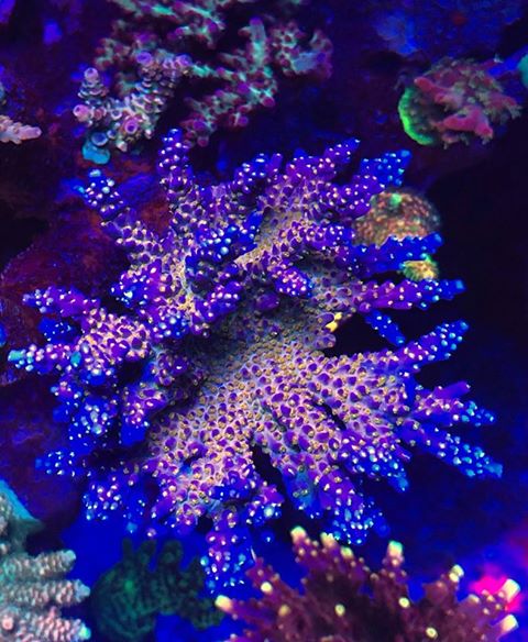 most-colorful-corals-for-a-saltwater-tank9.jpg