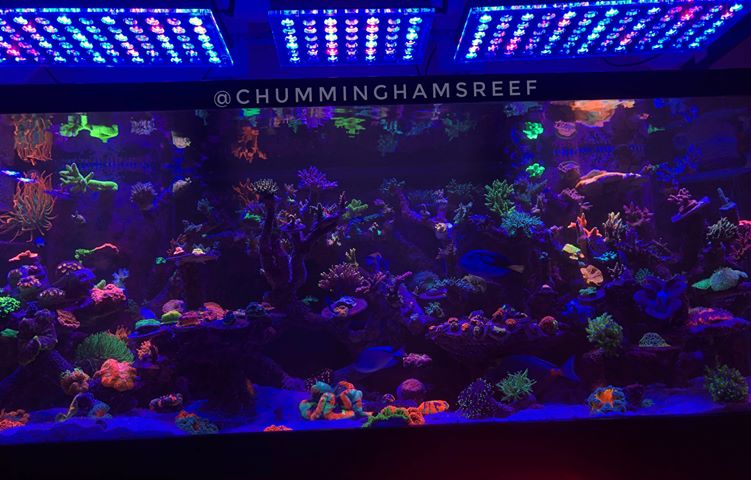 orphek-led-aquarium-lighting.jpg