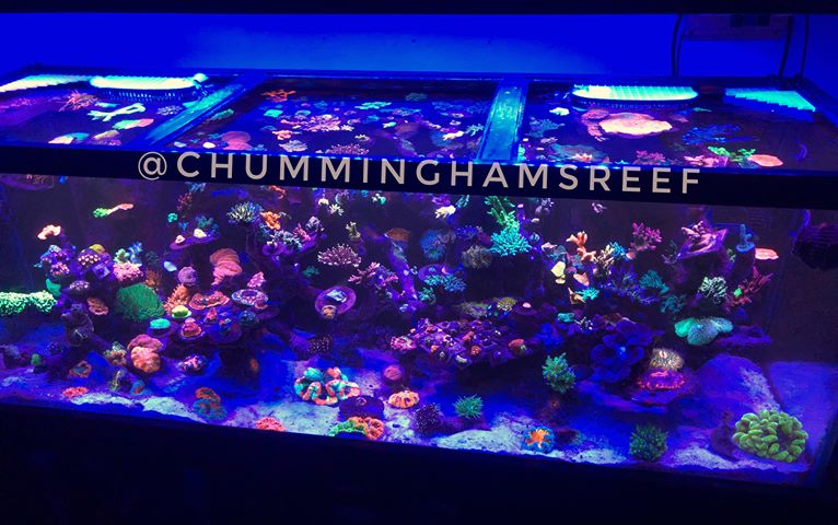 reef-tank-led-lights.jpg
