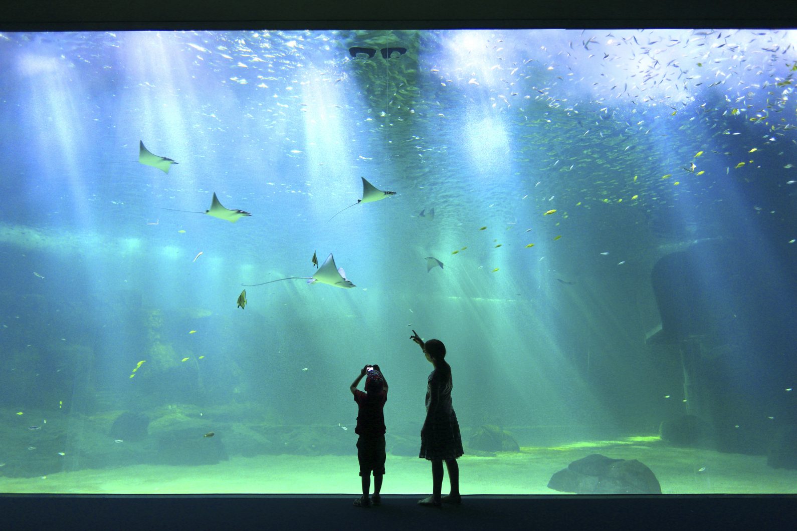public-aquarium-LED-lighting-Orphek-1590x1060-1.jpg