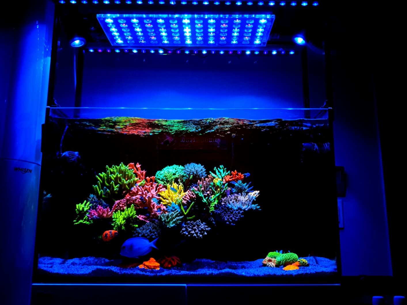 Amazing-65-gallon-SPS-dominated-reef-aquarium-lighted-by-Atlantik-OR3-1413x1060.jpg