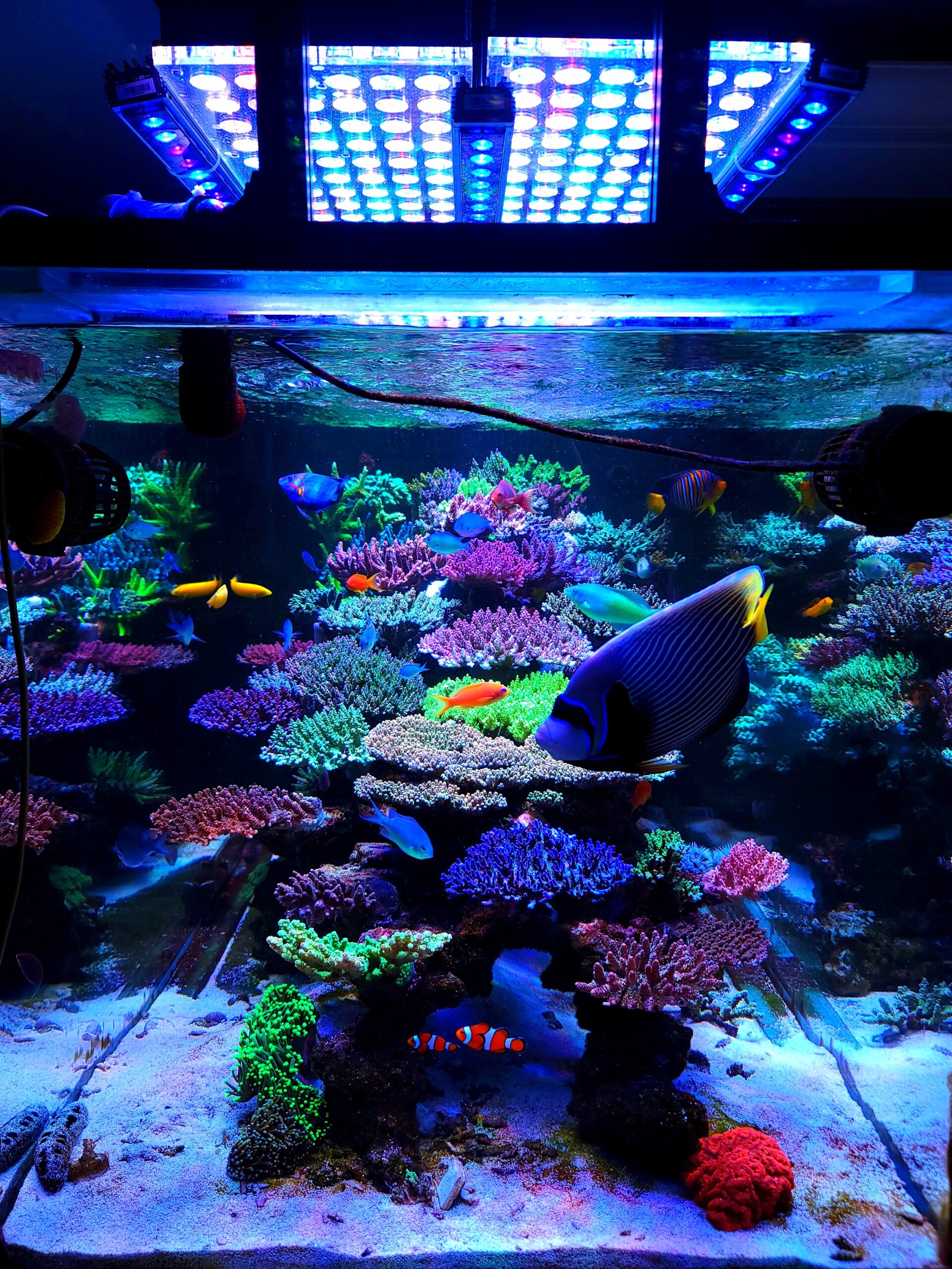 Best-reef-aquarium-LED-light-Orphek-Atlantik-scaled.jpg