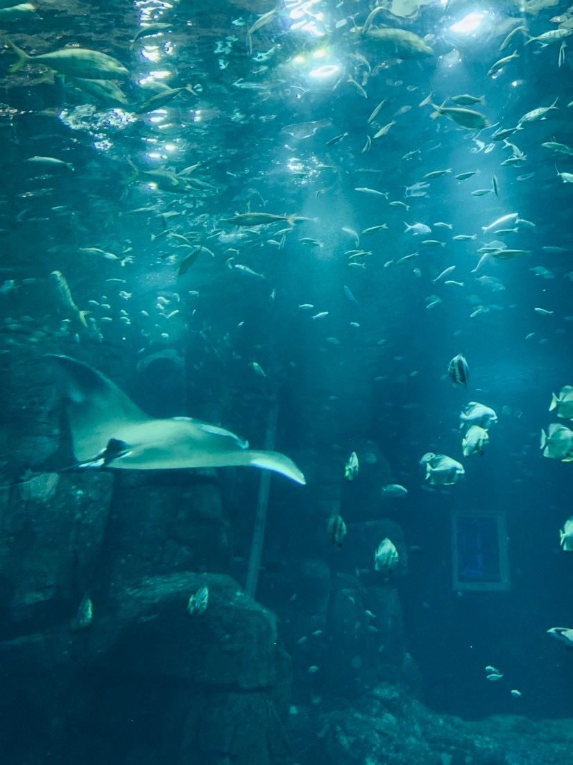 deep-water-aquarium-LED-lighting-amazonas-500-.jpg