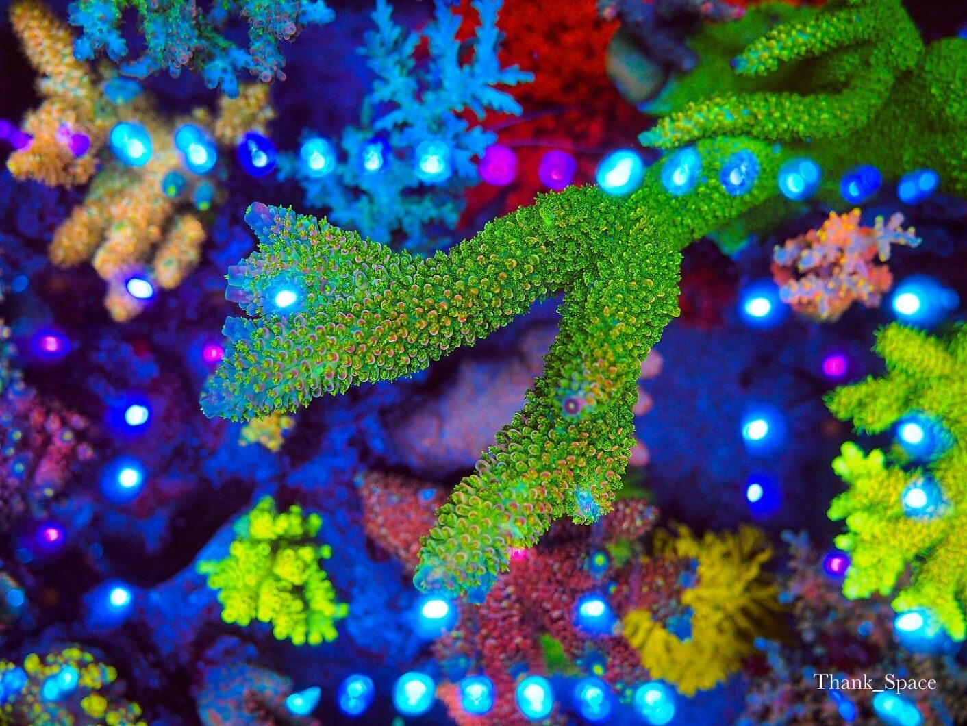 orphek atlantik coral pop
