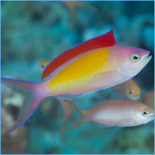 Dispar Anthias or Madder Seaperch Anthias | Pete's Aquariums & Fish