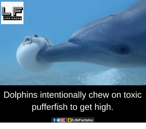 life-facts-dolphins-intentionally-chew-on-toxic-pufferfish-to-get-19694240.png
