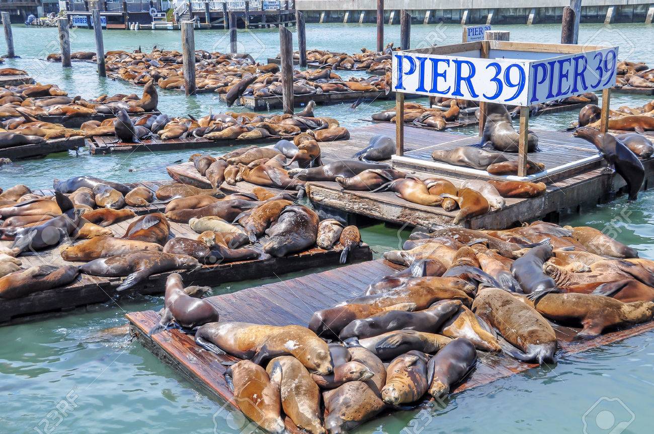 32571057-sea-lions-on-pier-in-san-francisco-usa-.jpg