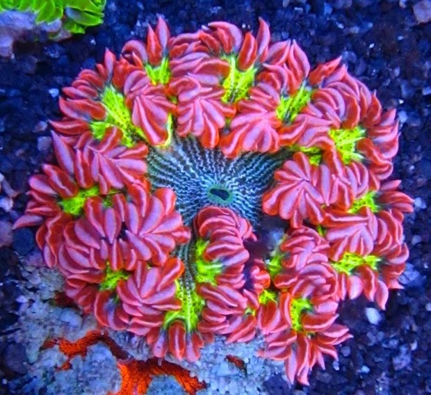 flower-anemone-red-green-stripe.jpg