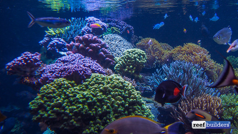 long-island-aquarium-big-reef-left-side-2.jpg