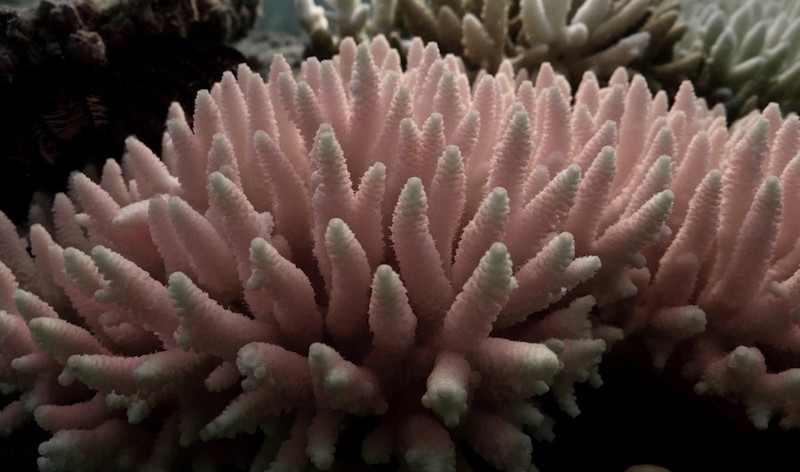 bleached-dead-coral-2.jpg