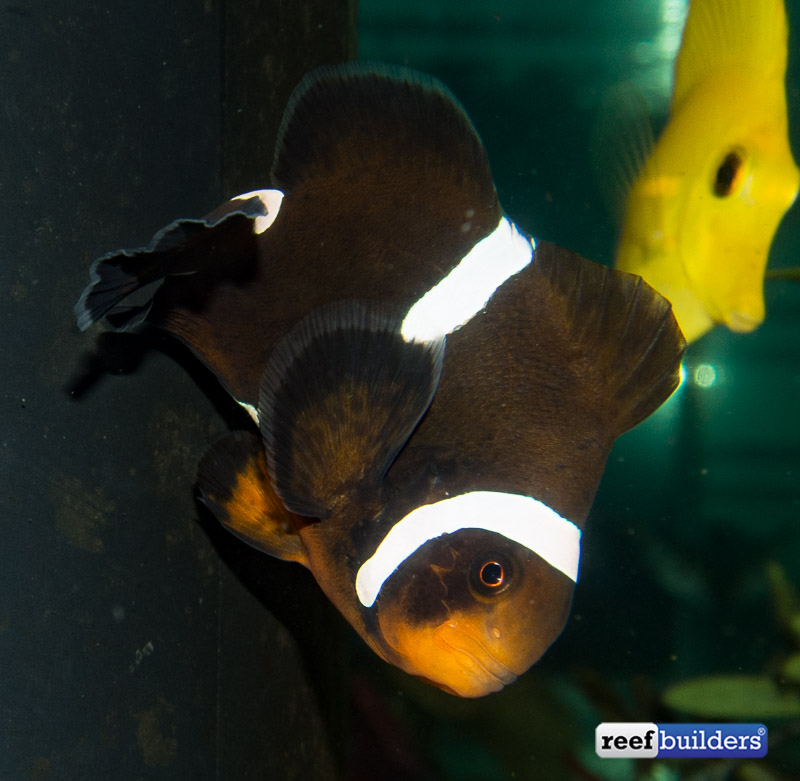 Maroonellaris-hybrid-clownfish-1.jpg
