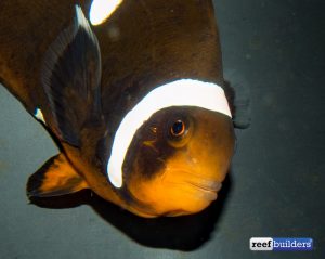 Maroonellaris-hybrid-clownfish-3-300x239.jpg