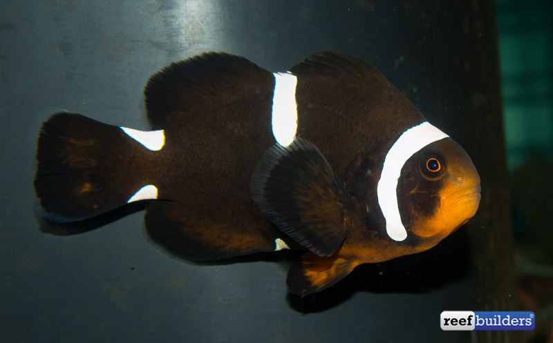 Maroonellaris-hybrid-clownfish-5.jpg