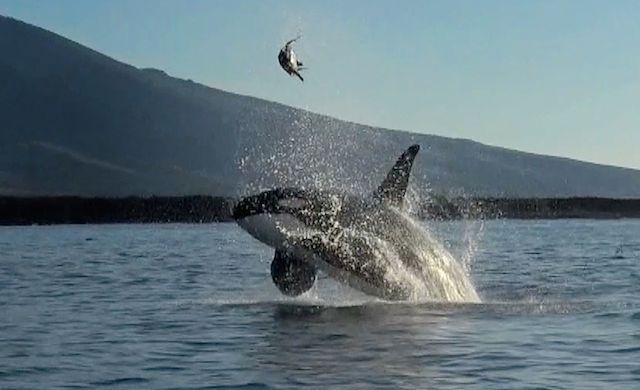 11291248_orca-plays-with-its-food-launching-sea_2fff534a_m.jpg