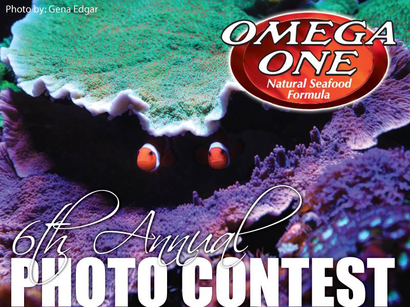omega-one-photo-contest.jpg