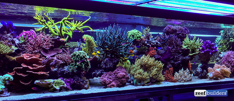 The supernatural reef tank of Seabox Aquarium | Reef Builders | The Reef  and Saltwater Aquarium Blog