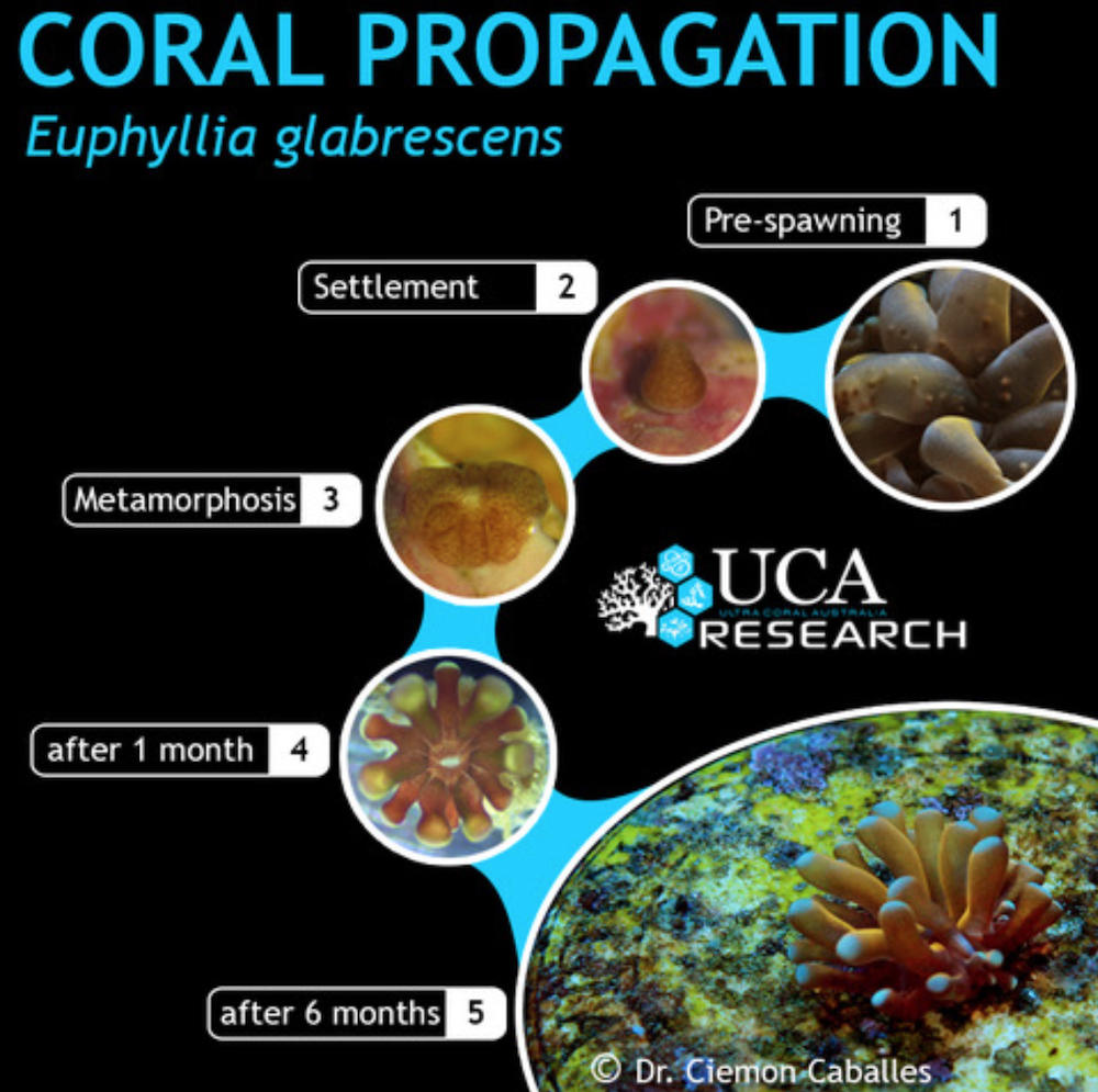 Coral-Propagation-Euphyllia-Torch.jpg