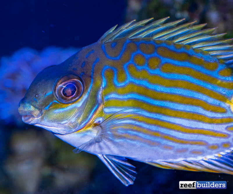 Top 5 Reasons to Love Biota's Rabbitfish in a Reef Tank | Reef Builders |  The Reef and Saltwater Aquarium Blog