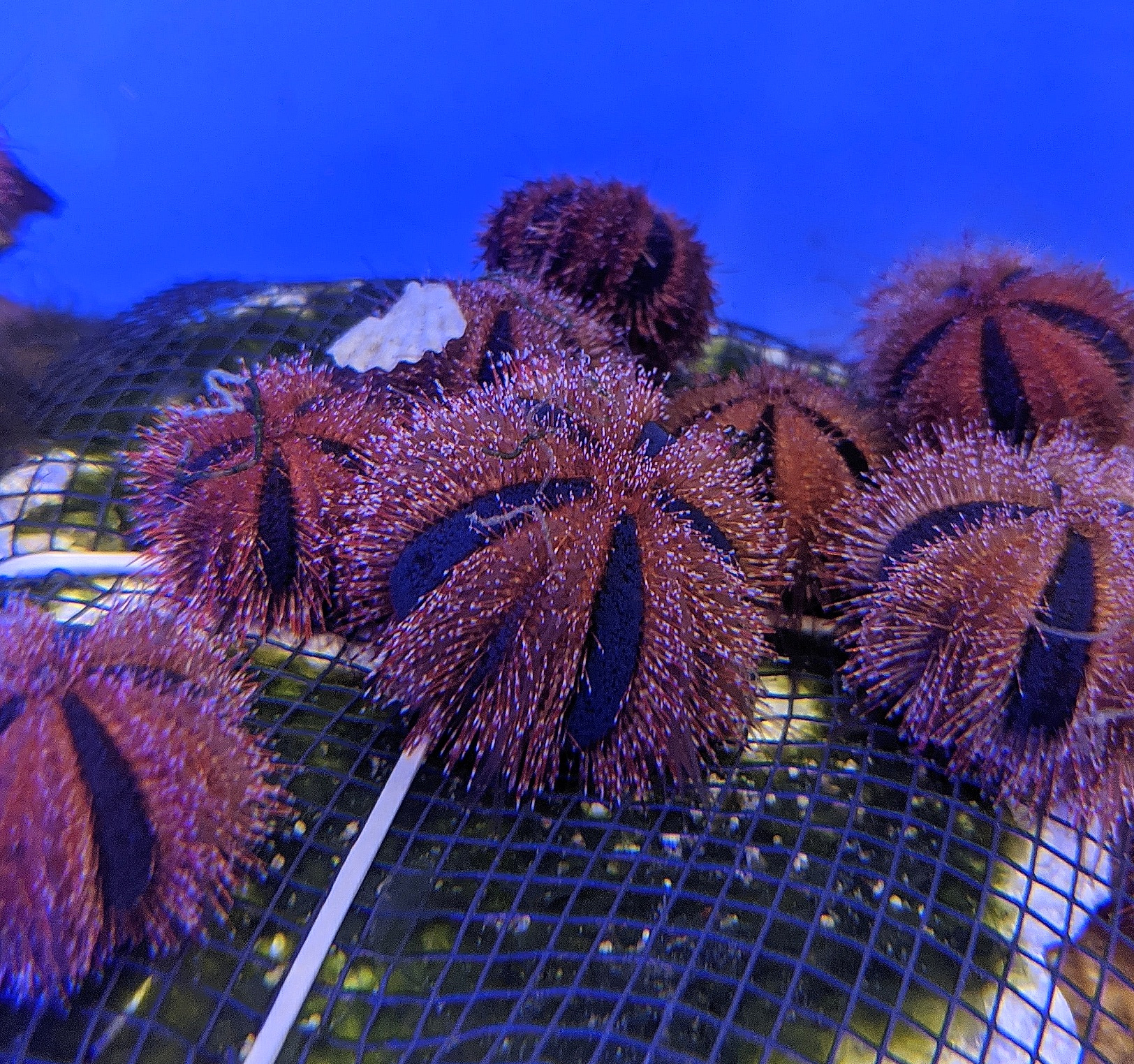 Red Tuxedo Urchin (Mespilia globulus) - The Reef Farm