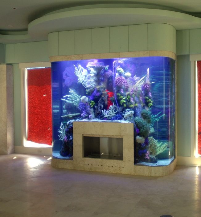 ca540020e0e1c035290a578a862a25af--amazing-aquariums-beautiful-fish.jpg