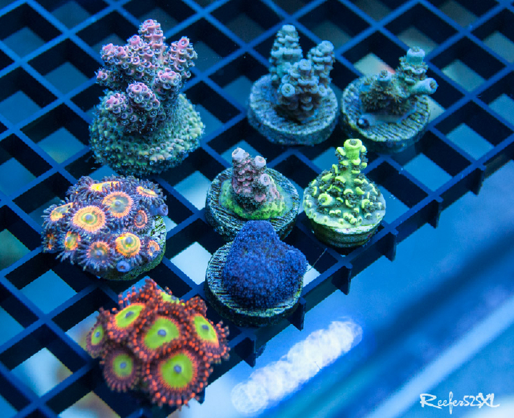 Corals_-8-15-2017.jpg