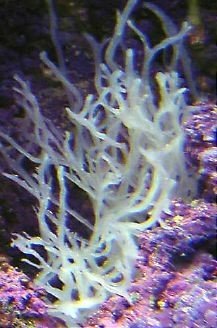 live-aquarium-plants-White-Sponge-Clathrina-sp.jpg_350x350.jpg