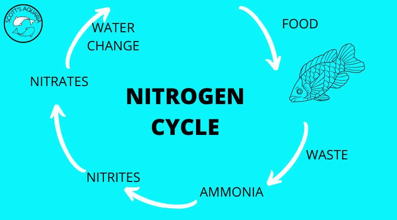 aquarium-nitrogen-cycle.png