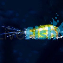 livefish.com.au